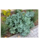 Crambe Maritima, 1 buc, Radacina, alb, 6-7, Oem