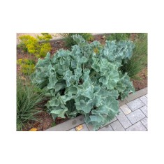 Crambe Maritima, 1 buc, Radacina, alb, 6-7