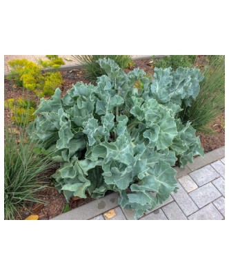 Crambe Maritima, 1 buc, Radacina, alb, 6-7 foto