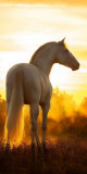 Husa Personalizata APPLE iPhone 11 White Horse