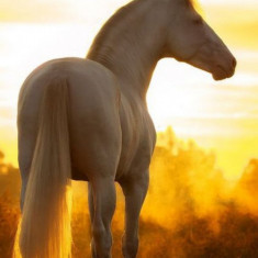 Husa Personalizata ALLVIEW X4 Soul Style White Horse