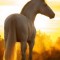 Husa Personalizata MOTOROLA One Macro White Horse