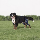 Balto - Orteză dublă pentru genunchi pentru c&acirc;ini L