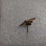 Insigna Sportul 30 Decembrie