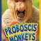 Proboscis Monkeys