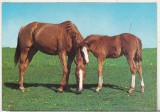 bnk cp Cai - Germania carte postala necirculata - Kruger