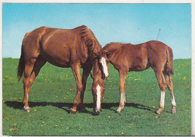 bnk cp Cai - Germania carte postala necirculata - Kruger foto