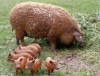 Porci si purcei