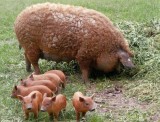 Porci si purcei