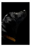 Tablou Canvas, "C&acirc;inele &icirc;ntunecat &icirc;n lumină subtilă", Negru, Lucios, Guler, Eleganță, Profil, Mister, Calm, Textură, 26 x 39 cm, CMCLASS