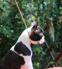 pui boston terrier