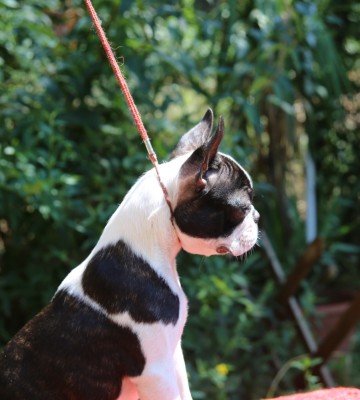 pui boston terrier foto
