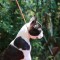 pui boston terrier