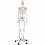 Model schelet anatomic uman cu suport