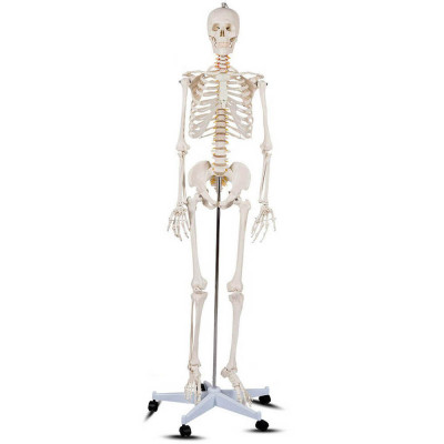 Model schelet anatomic uman cu suport foto