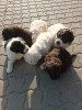 Catei / Pui Lagotto Romagnolo, Pedigree