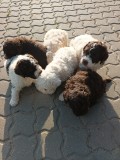 Catei / Pui Lagotto Romagnolo