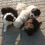 Catei / Pui Lagotto Romagnolo
