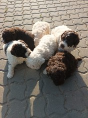 Catei / Pui Lagotto Romagnolo