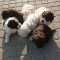 Catei / Pui Lagotto Romagnolo
