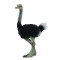 Figurina Strut L Collecta