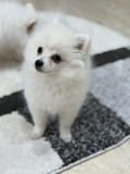 Cățelușe Pomeranian superbe
