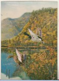 Bnk cp Carte postala 3D - rate salbatice - Toppan SSP- 237, Japonia, Necirculata, Printata