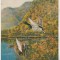 bnk cp Carte postala 3D - rate salbatice - Toppan SSP- 237
