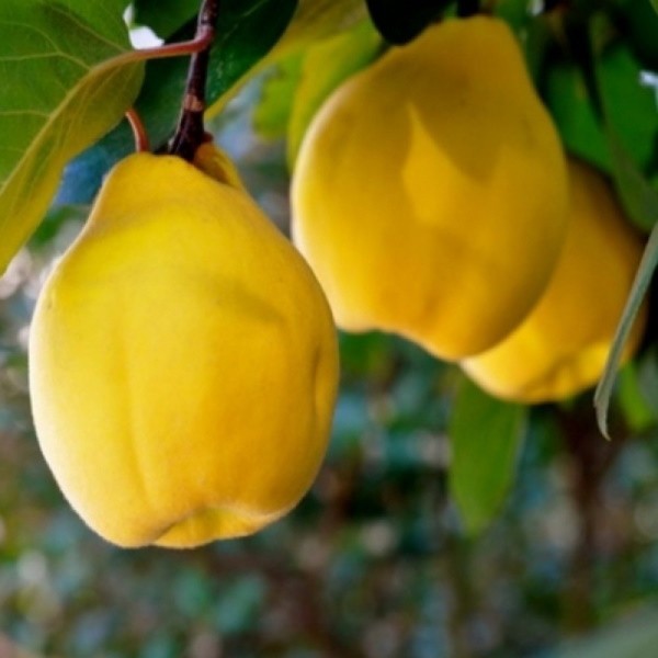 Gutui &ndash; Soiul Bereczki