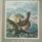 MIHAIL SADOVEANU - RAIUL - ED. 1955, CARTONATA