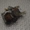 Pompa de combustibil FORD TRANSIT CONNECT 2014 OEM: 9676289780,A2C53384062,5WS40893,9684778280 21009263
