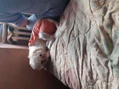 Vand ca?elu?a bichon rasa talie mica foto