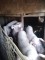 Animale domestice - 6