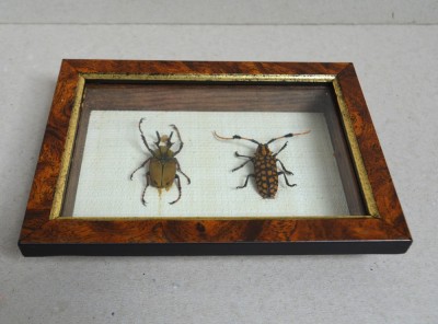 &amp;quot;Dicronocephalus bowringi&amp;quot; si &amp;quot;Aristobia reticulator&amp;quot; coleoptere in caseton Taxidermie foto