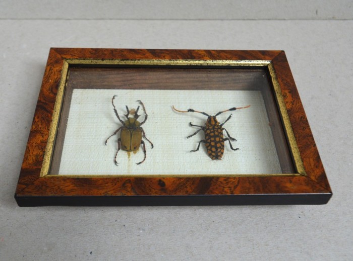 "Dicronocephalus bowringi" si "Aristobia reticulator" coleoptere in caseton Taxidermie