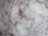 Bishon frise