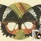 C4075 - Romania 1991 - Fluturi carte postala maxima