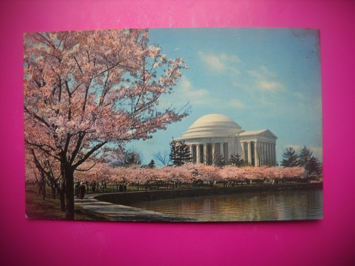 HOPCT 8234 POMI IN FLOARE LA MEMORIALUL JEFFERSON -WASHINGTON DC -SUA-AMERICA DE NORD -NECIRCULATA-