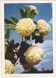FA72-Carte Postala- RUSIA - Pravda, Buldonezh, necirculata 1965