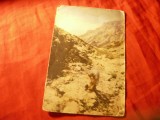 Ilustrata RPR 1952 Mtii Bucegi - in drum spre Omul, circ.Slanic Moldova - Sighet
