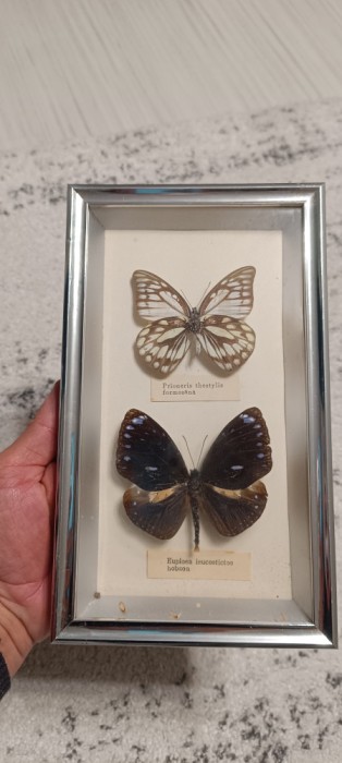 Insectar fluturi &icirc;nrămați