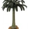 Copac cycad collecta