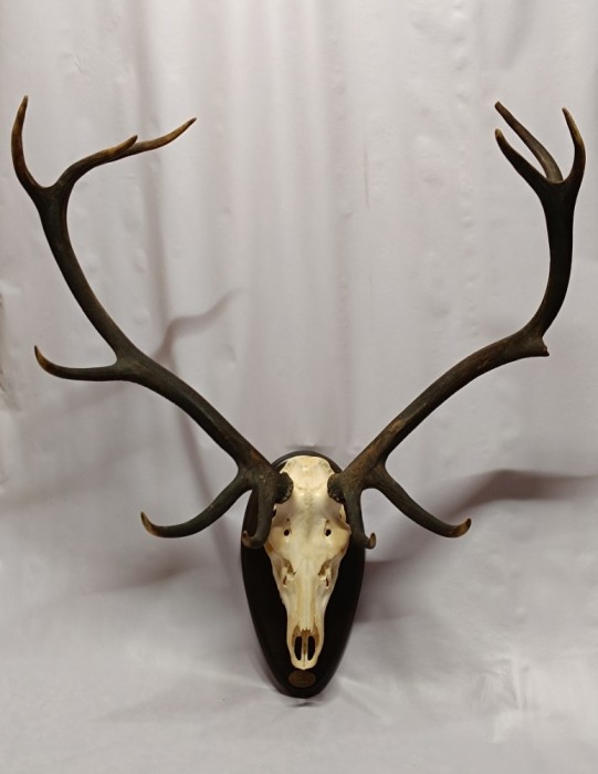 Superb si mare Trofeu de Cerb