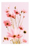 Tablou Canvas Cosmos Roz, Artă Florală Delicată pentru Interior, 26 x 39 cm, CMCLASS