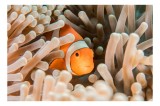 Tablou Canvas, "Peștele clown ascuns &icirc;n anemonele marine", Clovn, Portocaliu, Anemone, Ocean, Ascunzătoare, Dungi, Apa, Lumină, Viață, Marină, 39 x 26