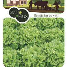 Seminte de salata Gentilina 1 gram SemPlus