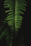 Tablou Canvas, "Frunza de ferigă &icirc;n umbră verde", Frunză, Verde, Fern, Natură, Umbre, Textură, Detaliu, Frunziș, &Icirc;nchidere, Vegetație, 26 x 39 cm, CMC