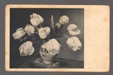 CPIB 20855 - CARTE POSTALA, FELICITARE - VAZA CU LALELE ALBE, IMPORT, Necirculata, Printata
