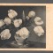 CPIB 20855 - CARTE POSTALA, FELICITARE - VAZA CU LALELE ALBE, IMPORT