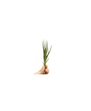Cumpara ieftin Planta aeriană Tillandsia Albertiana